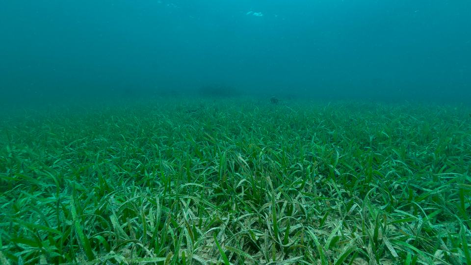 An underwater view of a field of turtle grass off the coast of Honduras