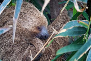 A close-up of a two-toed sloth with brown fur and a black nose sleeping in a tree