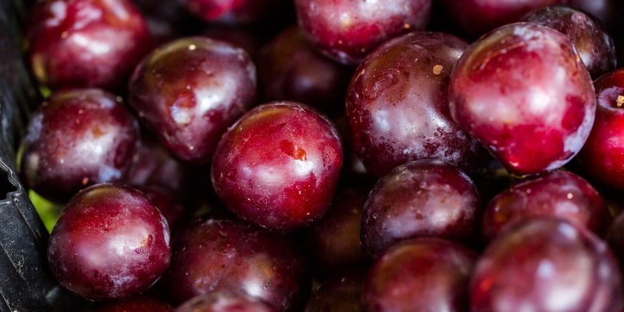 A close up of picked, ripe, purple plums