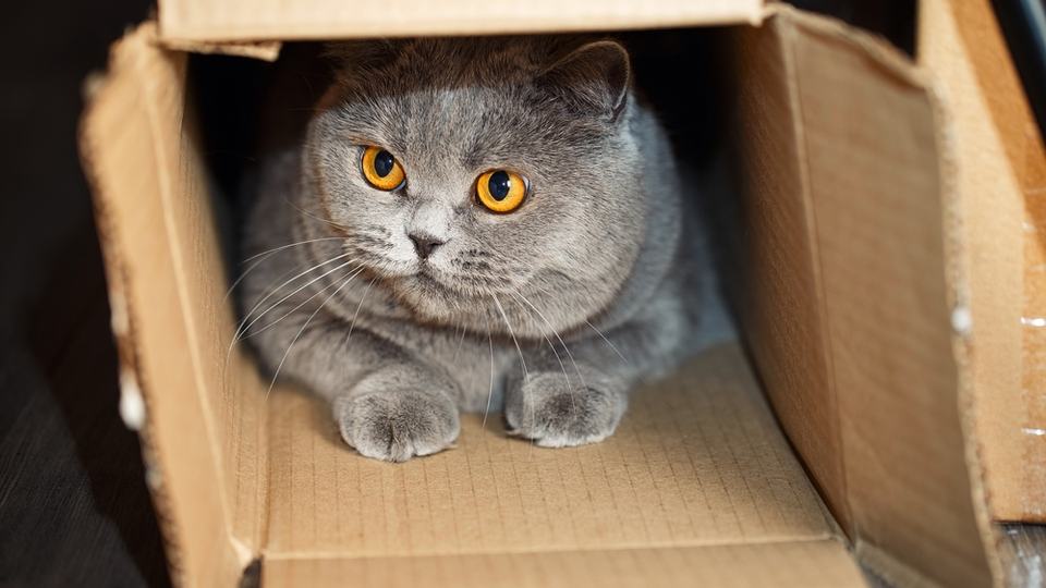 A gray cat with yellow eyes lies down inside a cardboard box and looks off to the side