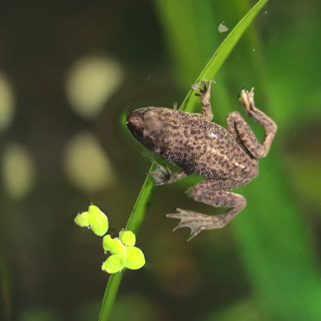 A closeup of an African Dwarf Frog floating on the surface of water