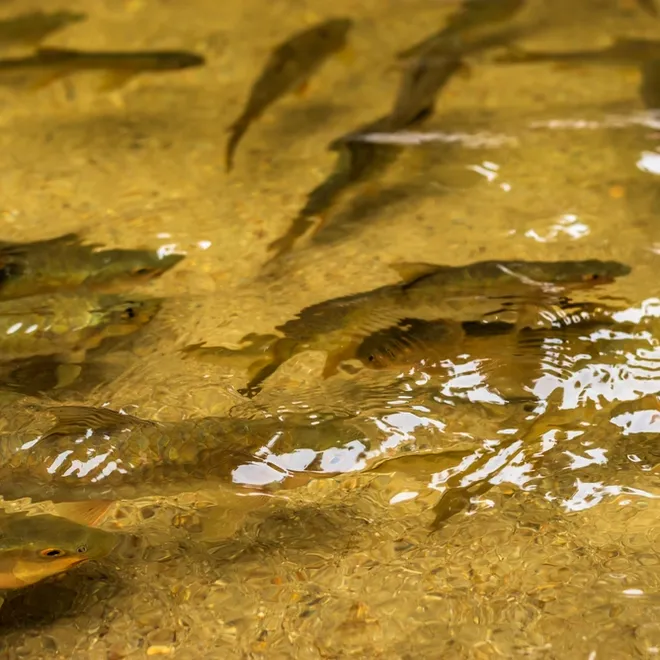 A group of golden mahseers with light brown skin swim in a shallow river above golden sand