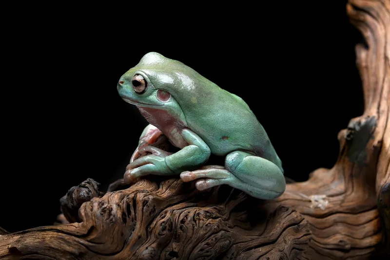 Close-up of White's tree frog. It has glossy green skin and golden eyes. It is perched on some wood.