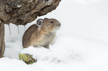 An American pika sits in the snow under a rock overhang