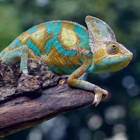 A veiled chameleon with bright turquoise, orange and yellow patterns on a tree branch.