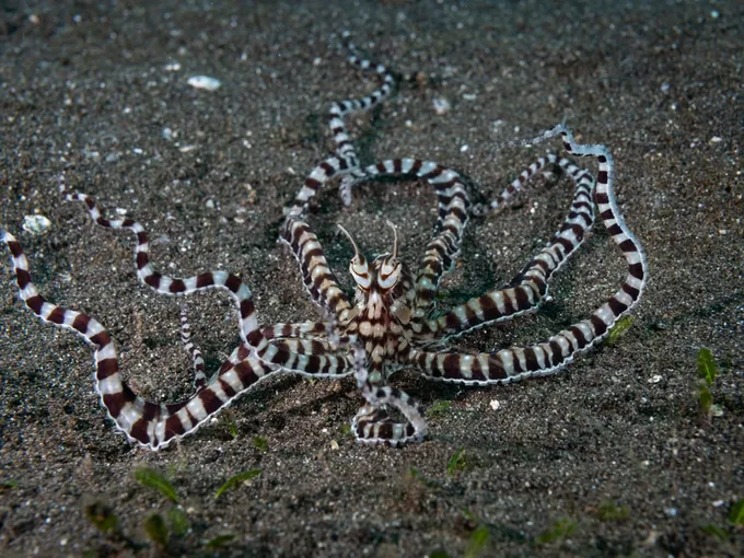 A brown and white mimic octopus "walks" along the dark, sandy ocean floor