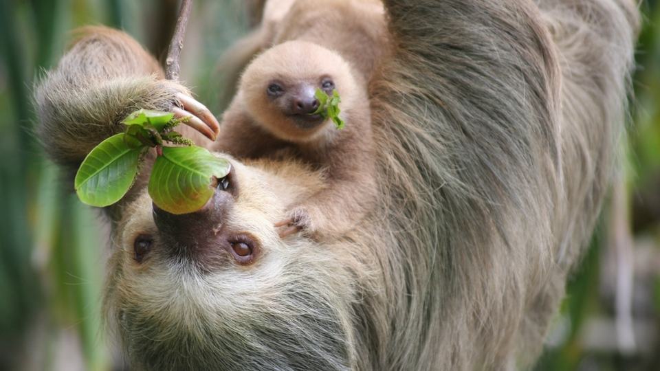 A mother hangs upside with her baby resting on her stomach and both eat green leaves