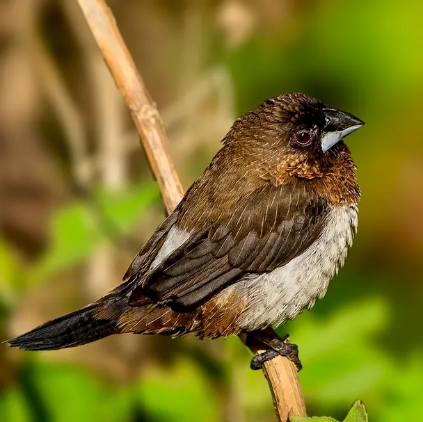 A small bird with a variety of brown feathers perches on a branch.