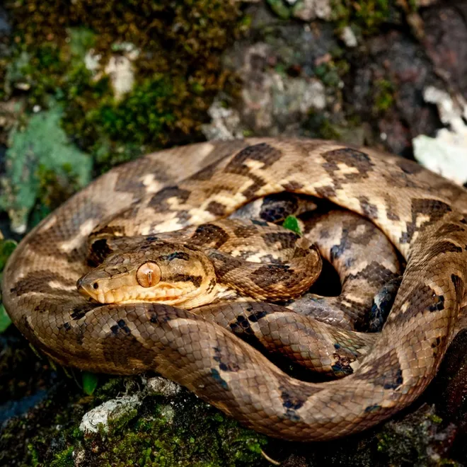 A brown boa constrictor with diamond like scales is coiled up with its head peeking out.
