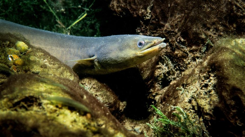 A gray and yellowish American eel peeks its head out from a rocky space