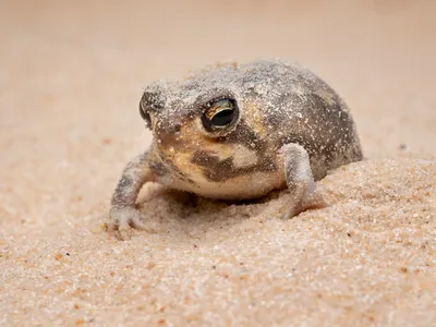 A sand-dusted Desert Rain Frog moves through sandy ground