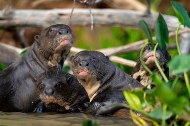 A group of four giant otters look at the camera through vegetation.