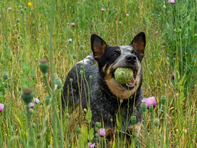 A black and white Australian sheepdog carries a tennis ball in its mouth amid tall grass and purple flowers