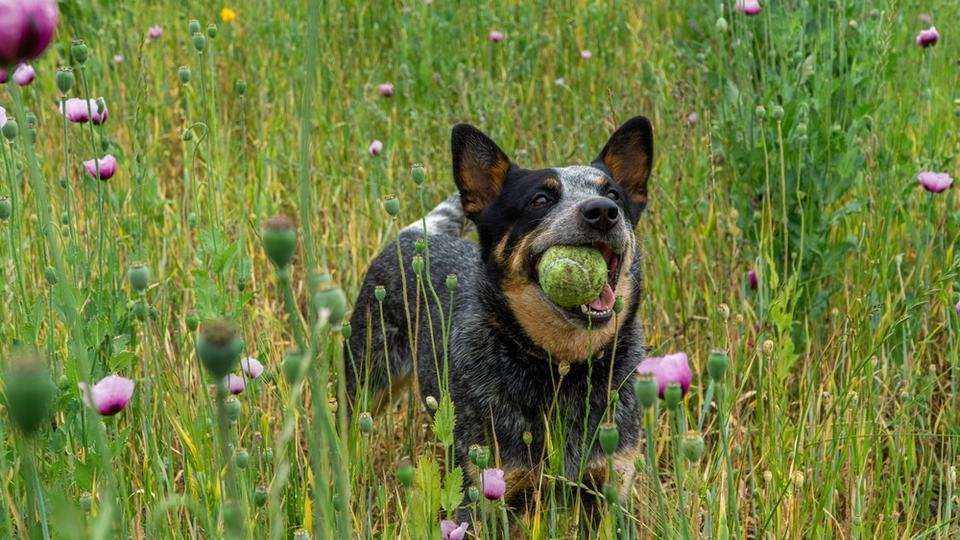 A black and white Australian sheepdog carries a tennis ball in its mouth amid tall grass and purple flowers