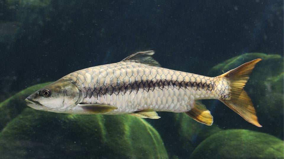 A golden mahseer with silver-yellowish scales and yellow fins swims in front of rocks