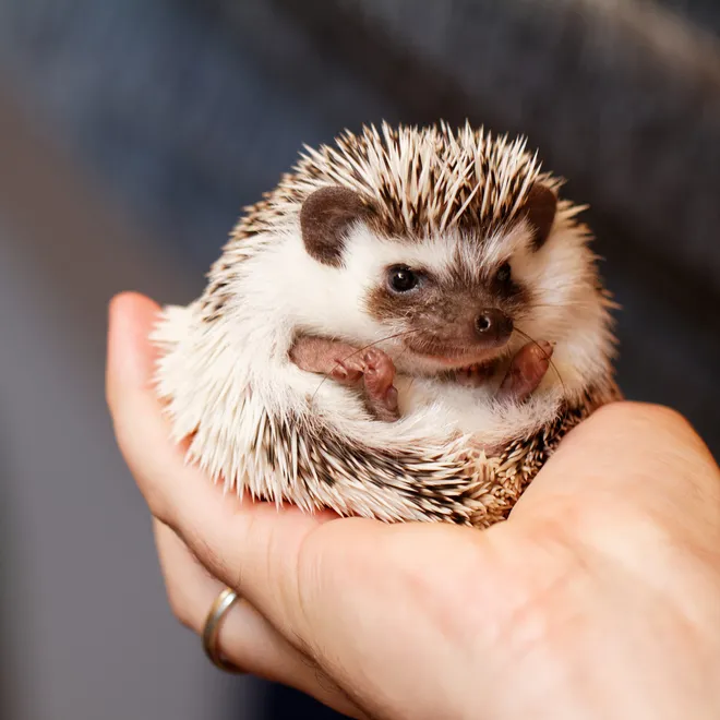 A hand holding a four-toed hedgehog