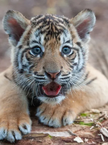 A bengal tiger cub lays on a branch and looks at the camera with it's mouth open
