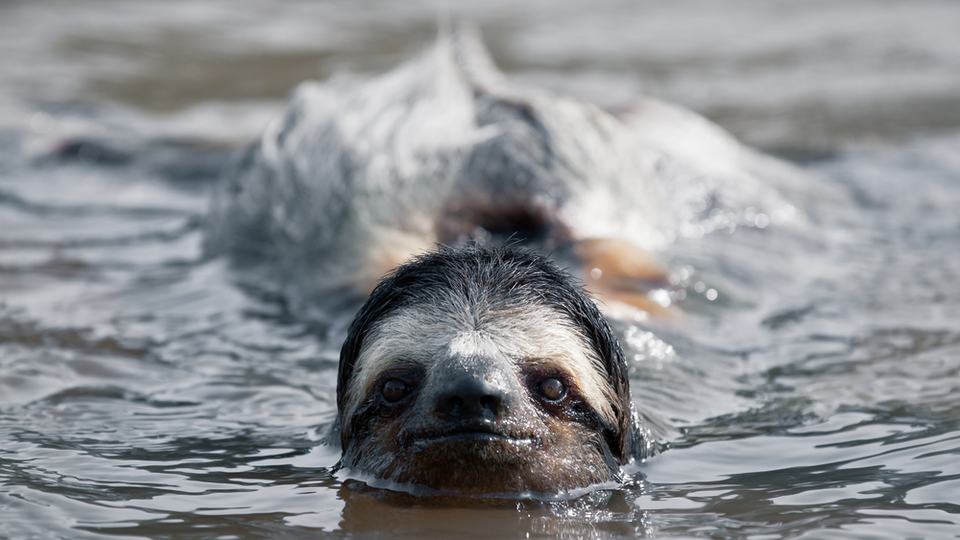 A sloth pops its head out of the water and swims toward the camera