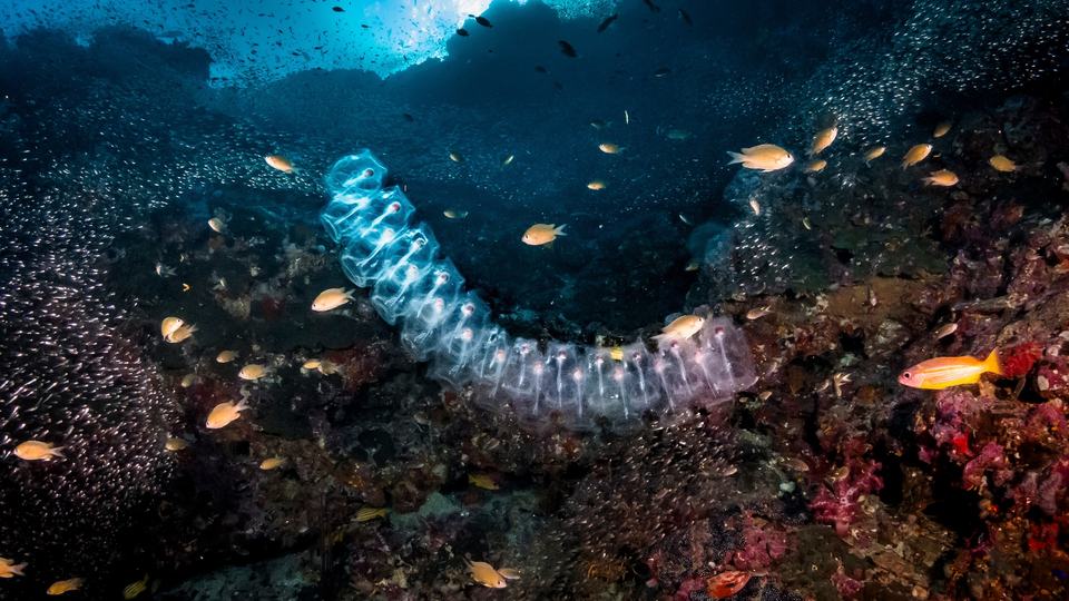 A salp chain floats underwater alongside orange fish and above a coral reef