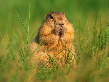 Close-up of a prairie dog in the grass with its paws at its mouth