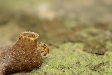 Melipona bee going into unique nest on the ground.