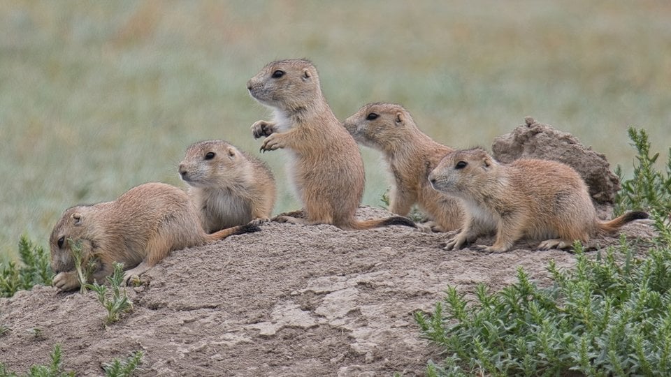 A group of five prairie dogs sits atop a mound and all look off to the left