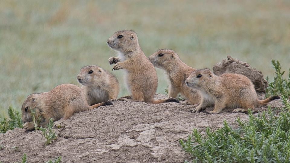 A group of five prairie dogs sits atop a mound and all look off to the left