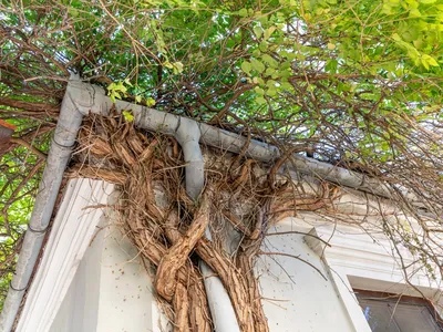 A black locust tree climbing the exterior wall of a house and intertwining with drainpipe