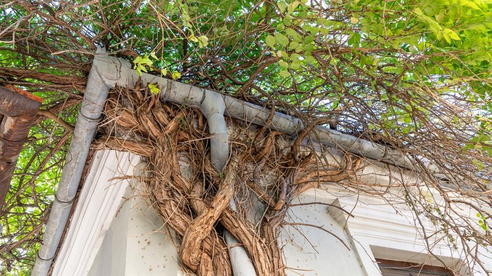 A black locust tree climbing the exterior wall of a house and intertwining with drainpipe