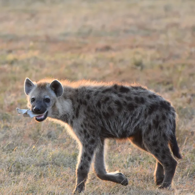 A hyena moves across a brown, scrubby landscape with a white bone in its mouth