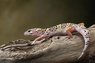 A black, yellow, and beige leopard gecko walks along a log