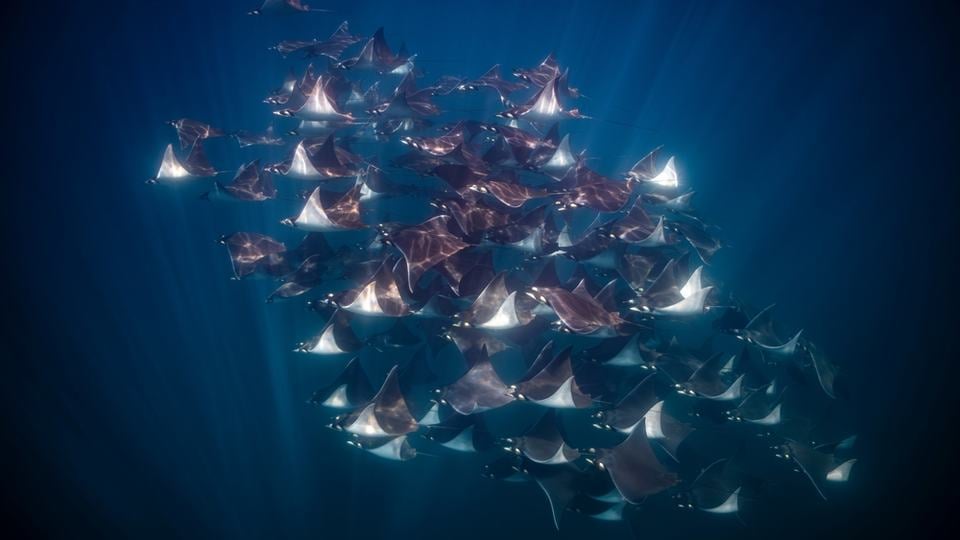A large group of gray rays with white undersides swim together in dark blue waters
