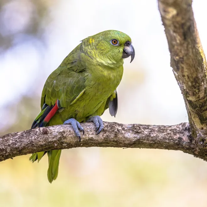 A small green bird with black, red and dark green accent feathers perches.
