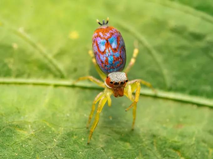 A colorful spider walks on a green leaf