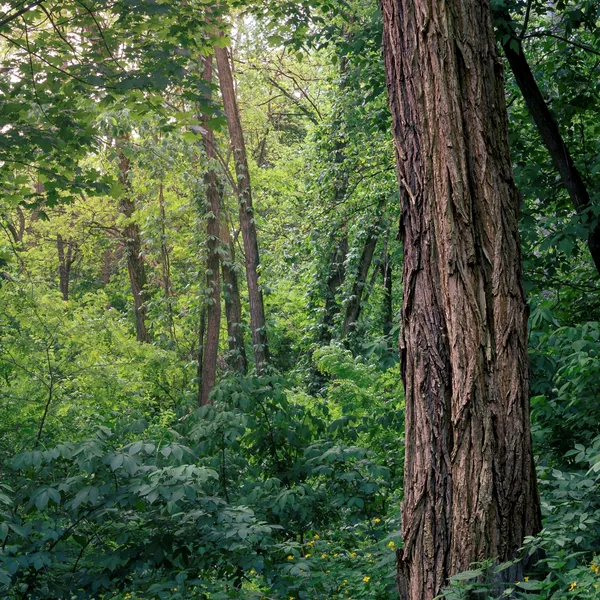 Black Locust tree in the forest