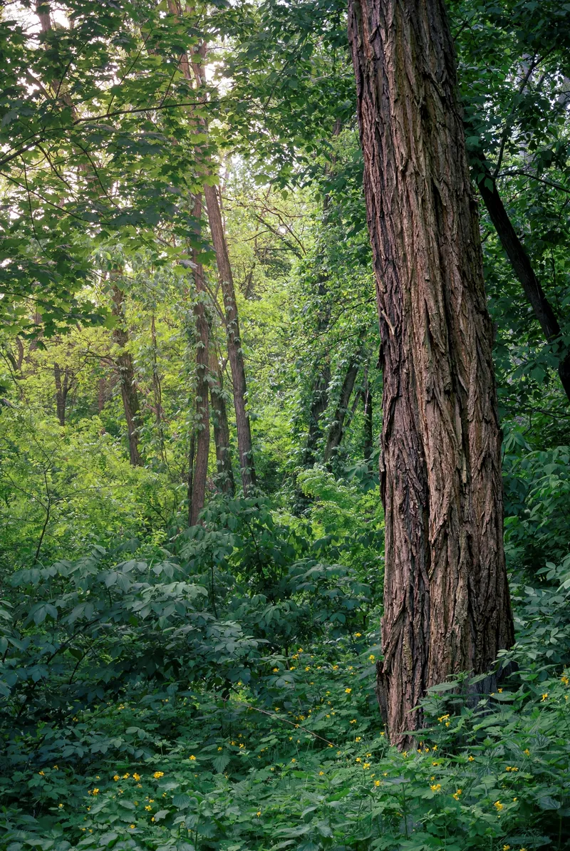 Black Locust tree in the forest