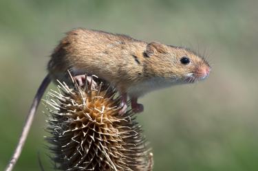 A small brownish-gray salt marsh harvest mouse balances atop a thistle