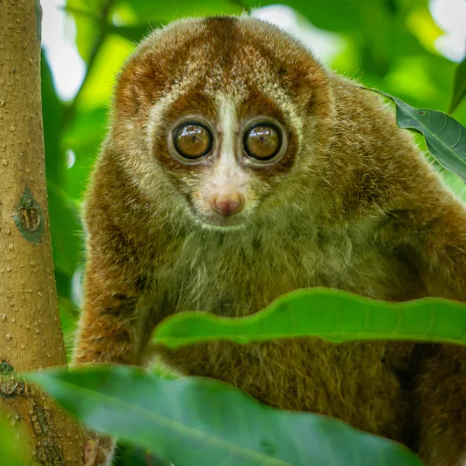 A slow loris sits in a tree and looks directly at the camera with big, brown and round eyes.