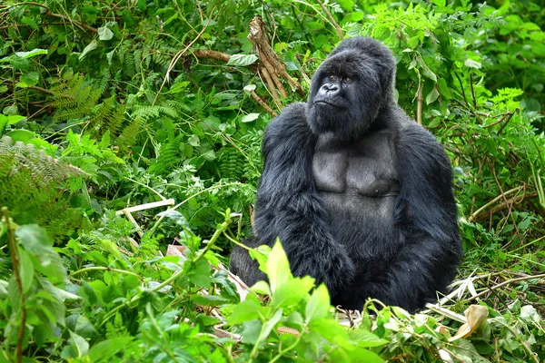 A silverback mountain gorilla sits among the greenery in the forest