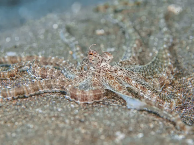 A mimic octopus assumes a light tan and white color to blend into the sand on the ocean floor