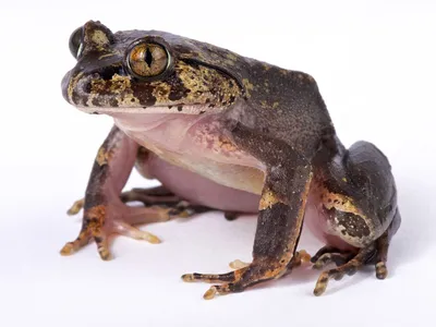 A green and brown hairy frog sits at an angle against a white backdrop