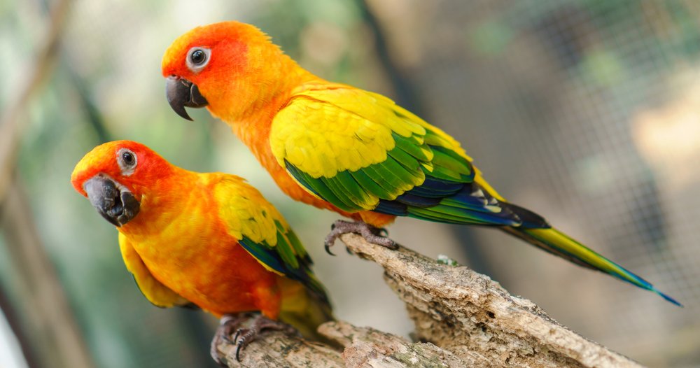 do-sun-conures-make-good-pets-wwf