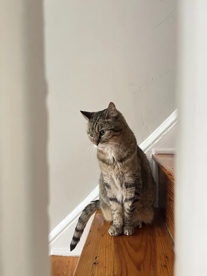 A gray and white cat sits on a wooden step looking downward in soft light