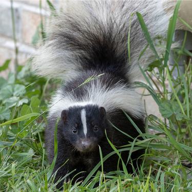 A baby skunk in the grass in front of a brick wall