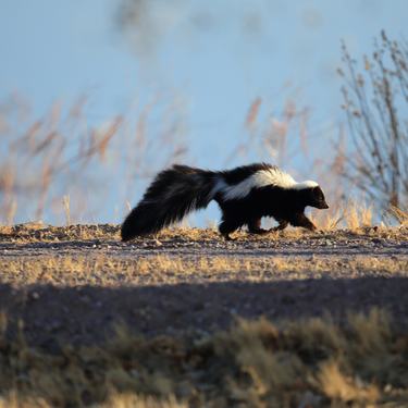 A skunk runs along the shore of a pond
