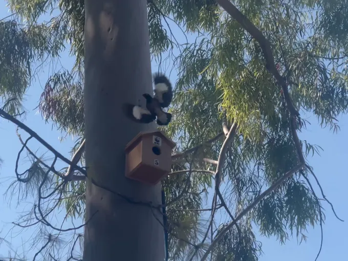 A black and white bird lands on nestbox in a tree