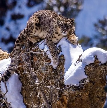 A snow leopard perched on a rock, looking at camera