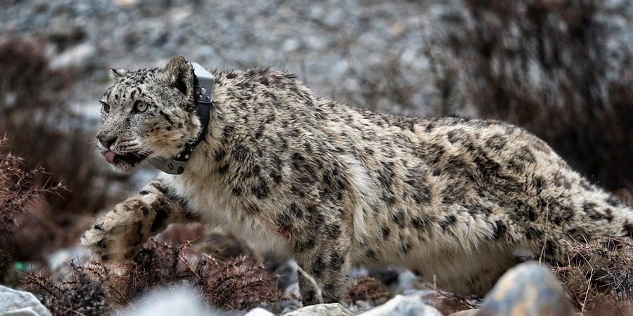 Snow leopard with GPS collar