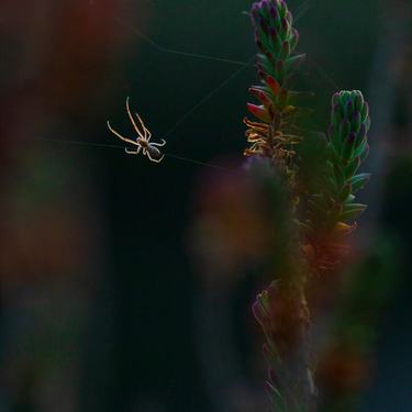 A spider weaves a web at dusk