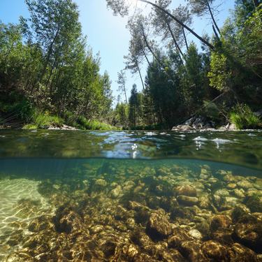 A mountain stream, showing trees above and rocks below the surface